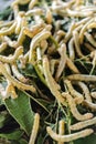 Close up of silkworm eating mulberry green leaf , Thailand Royalty Free Stock Photo