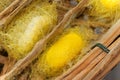 Close up of silkworm is making of cocoon inthe nest