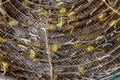 Close up Silkworms with Cocoon Farm Royalty Free Stock Photo