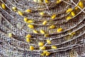 Close up Silkworms with Cocoon Farm Royalty Free Stock Photo