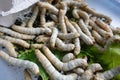 close-up of silkworms in the last larval stage, looking for a hole to make cocoons Royalty Free Stock Photo