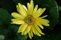 Cup-plant Silphium Perfoliatum L.