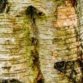 Close up of silver birch bark Royalty Free Stock Photo