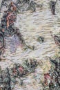 Close up of silver birch tree bark. Royalty Free Stock Photo