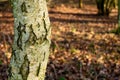 Close up of silver birch tree trunk  against defocused autumn leaves Royalty Free Stock Photo