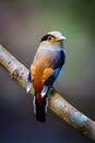 Close up of Silver-breasted Broadbill (Serilophus lunatus) Royalty Free Stock Photo