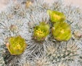 Close Up of Silver Cholla Flowers in California Desert Royalty Free Stock Photo