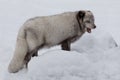 Open mouth blue arctic fox in snow Royalty Free Stock Photo