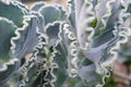 Close-up of Silver Crown leaves, also known as Silver Ruffles Cotyledon undulate