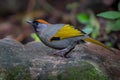 Close up of Silver-eared Laughingthrush