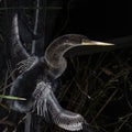 Close up of the Silver Feathers of a Juvenile Anhinga Royalty Free Stock Photo