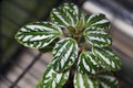Beautiful silver and green leaves of Pilea Aluminum