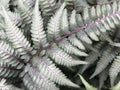 Close Up Of Japanese Painted Silver Leaf Fern