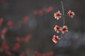 Close up of a Silver Maple flower buds in the Spring Royalty Free Stock Photo