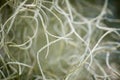 Close-up of silver spring plant hanging down against blurry background Royalty Free Stock Photo