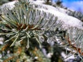 Silver Spruce tree in winter.