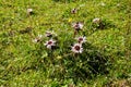 Close up of a silver thistle, also called Carlina acaulis or Silberdistel