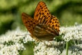 Close up of a silver washed Fritillary butterfly Royalty Free Stock Photo