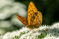 Close up of a Silver Washed Fritillary butterfly on a white flower Royalty Free Stock Photo