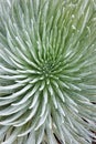 Close-up of Silversword plant