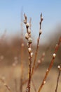 A close up of silvery male catkins of goat willow (Salix caprea) Royalty Free Stock Photo