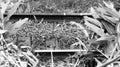 Close up of a simple railway full of small stones, showing plants and grasses in the first plan [Black and White colors] Royalty Free Stock Photo