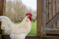 Close up of a singe white Bresse Cockerel chicken inside a chicken coup, with its bright red comb