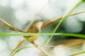 Singing bird in nature, wild animal