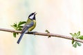 Close up of a singing great tit, Parus major, with body stretched upwards, standing on branch of an elderberry, Sambucus, Royalty Free Stock Photo