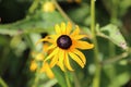 Close up of a single American Gold Rush Black Eyed Susan Flower