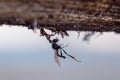 Ant dragging a large mosquito home to the anthill