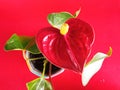 Close up, Single anthurium pot red color blossom blooming isolated on red background for stock photo, house plants, spring floral Royalty Free Stock Photo