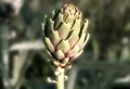 close up of a single artichoke on blurred desaturated background Royalty Free Stock Photo