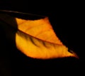 Close up of single autumn leaf