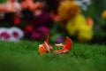 Close up of single beautiful Bastark of teak flowers laying on Grass Butea Monosperma backdrop of colorful bouquet petunias