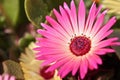 Close-up of a single beautiful daisy flower