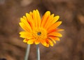 Close up single Beautiful Orange daisy flower in a spring season at a botanical garden. Royalty Free Stock Photo