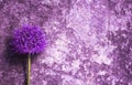 Close-up of Single beautiful purple allium onion flower against the background of an old scratched stone wall. Royalty Free Stock Photo