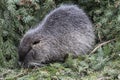 Close up of a single beaver