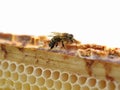 Close up of single bee on honeycomb on white background with copy space