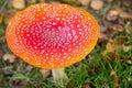 Close up of single big fly agaric Amanita muscaria