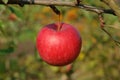 A close up of single big red apple hanging from a tree in an orchard on a sunny autumn day, blurred background Royalty Free Stock Photo