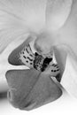 close-up of a single black and white Orchid Royalty Free Stock Photo