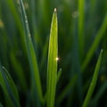 Close-up of a single blade of grass with a pointed tip, highlighted by a small lens flare Royalty Free Stock Photo