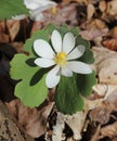 Bloodroot (Sanguinaria canadensis) flower Royalty Free Stock Photo