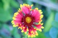 Close Up of a Red and Yellow Gaillardia Aristata Flower Royalty Free Stock Photo