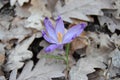 Close-up of a single of blooming crocus flowers in the forest. Purple crocus grows through dry brown leaves. The first flowers of Royalty Free Stock Photo