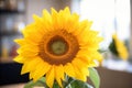 close up of a single blooming sunflower