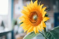 close up of a single blooming sunflower