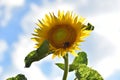 Sunflower (Helianthus annuus)